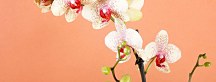 Orchidey Obrazy zs18516